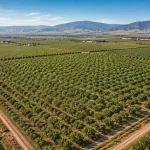 California Almond Production 2026 - Acreage, Yield & Outlook